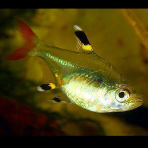 Tetras: Pristella Tetra