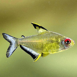 Tetras: Lemon Tetra