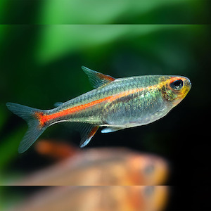 Tetras: Glowlight Tetra
