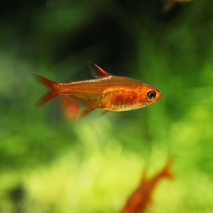 Tetras: Ember tetra