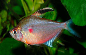 Bleeding Heart Tetra