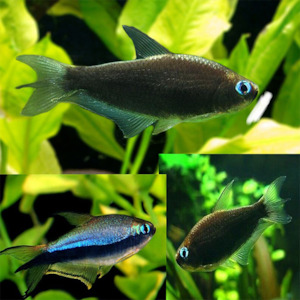 Tetras: Black Emperor Tetra