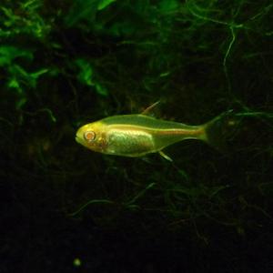 Albino Glowlight Tetra