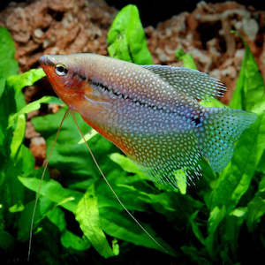 All Aquarium Fish: Pearl Gourami