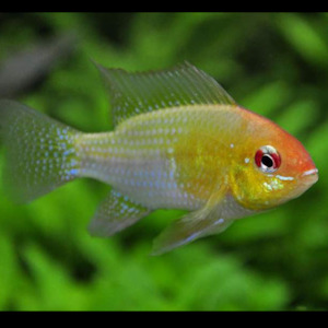 American Cichlids: Golden Ram
