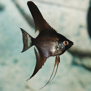 Black Angel Fish