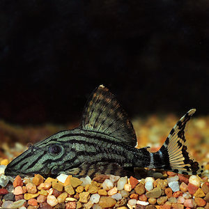 Pleco: Royal Pleco (L190)