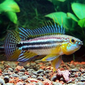Apistogramma: Apistogramma Bitaeniata (Males)