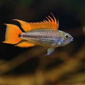 Apistogramma: Apistogramma Cacatuoides Orange
