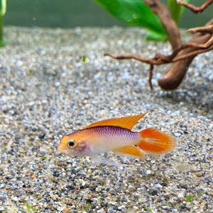 Apistogramma Agassizii Gold Fire Red