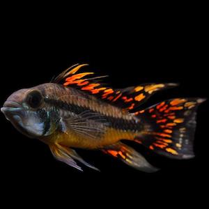 Apistogramma Cacatuoides Triple Red (Male)