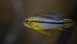 Apistogramma: Apistogramma Agassizii Alenquer