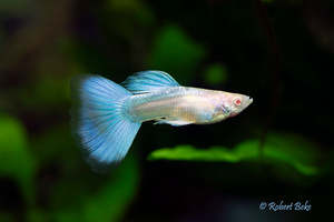 Products: Albino Japan Blue Guppy (Pair)