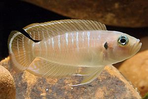 All Aquarium Fish: Shell Dwelling Cichlid - Neolamprologus Brevis