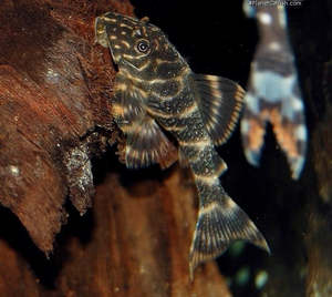 All Aquarium Fish: Clown Pleco (L104)