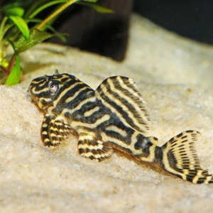 All Aquarium Fish: Colombian Zebra Pleco (L129)