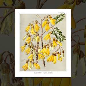 Floral Art Prints: 'Yellow Kowhai' vintage floral art prints by Sarah Featon