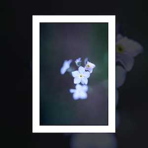 Christopher Hansen Art Prints: "Forget me nots" art print by Christopher Hansen
