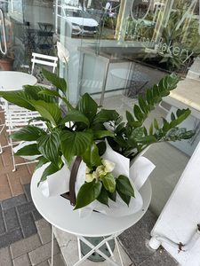 EP01 GREEN PLANTS IN BASKET - Flavells Floral Boutique