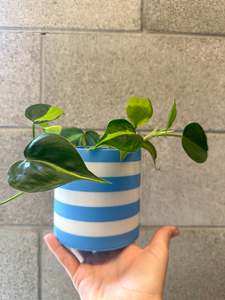 The Sadie Pot- Small