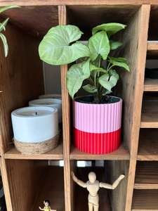 The Izzy Pot - Small