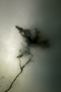 Anders Nils - Algae - Florafauna