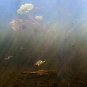 Anders Nils - Perch 1 - Florafauna