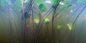 Anders Nils - Primavera - Florafauna