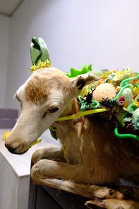 Products: Angela Singer - Anthropocene Accelerated Assemblage 2019 - Florafauna