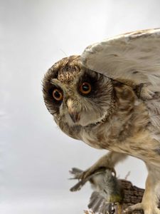 Antique Little Owl (c.1880's) Remounted on Totara Fence Post - Florafauna