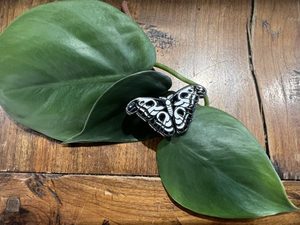 Products: Atlas Moth Enamel Pin - Florafauna