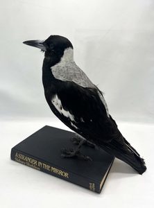 Australian Magpie on Book - Florafauna