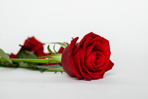 Single Rose - Botany Downs Florist & East Auckland same day delivery flowers&hellip;