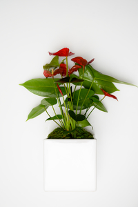 Corporate Gift: Anthurium Plant - Botany Downs Florist & East Auckland same day delivery flowers Howick Florist