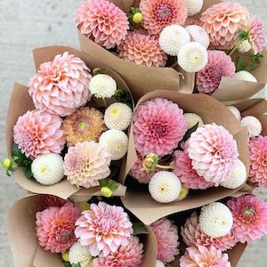 Valentines Day Flowers: Dahlia Bouquets