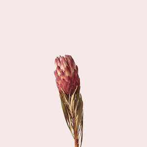 Dried Flowers: Dried Protea Venus