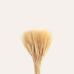 Dried Bearded Wheat