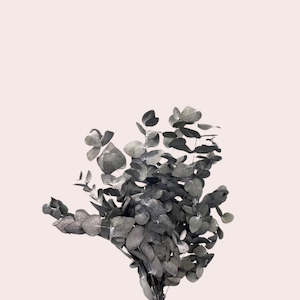 Dried Flowers: Preserved Eucalyptus S.