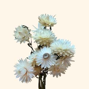 Dried Flowers: Dried Strawflower