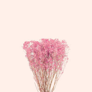 Preserved Baby's-Breath