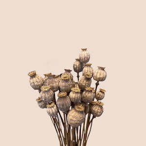 Dried Papaver ( Poppy )