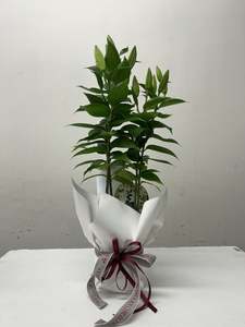 potted lily (bulbs)