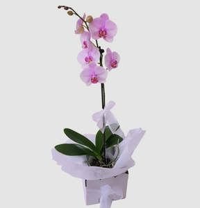 Mothers Day 2024: Grow with love. Potted phalaenopsis plant.