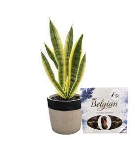 Plant & More