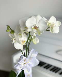Orchid plant in vase