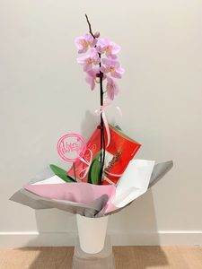 Birthday Orchid plant