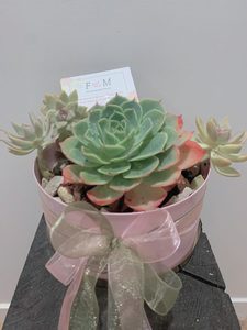 Mum Collection