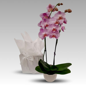 Birthday: Pink Phalaenopsis Orchid