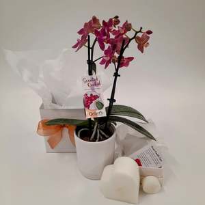 Sympathy: Mini Orchid & Candle Gift Set ~ Both Scented!