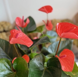 Anthurium Red Orange